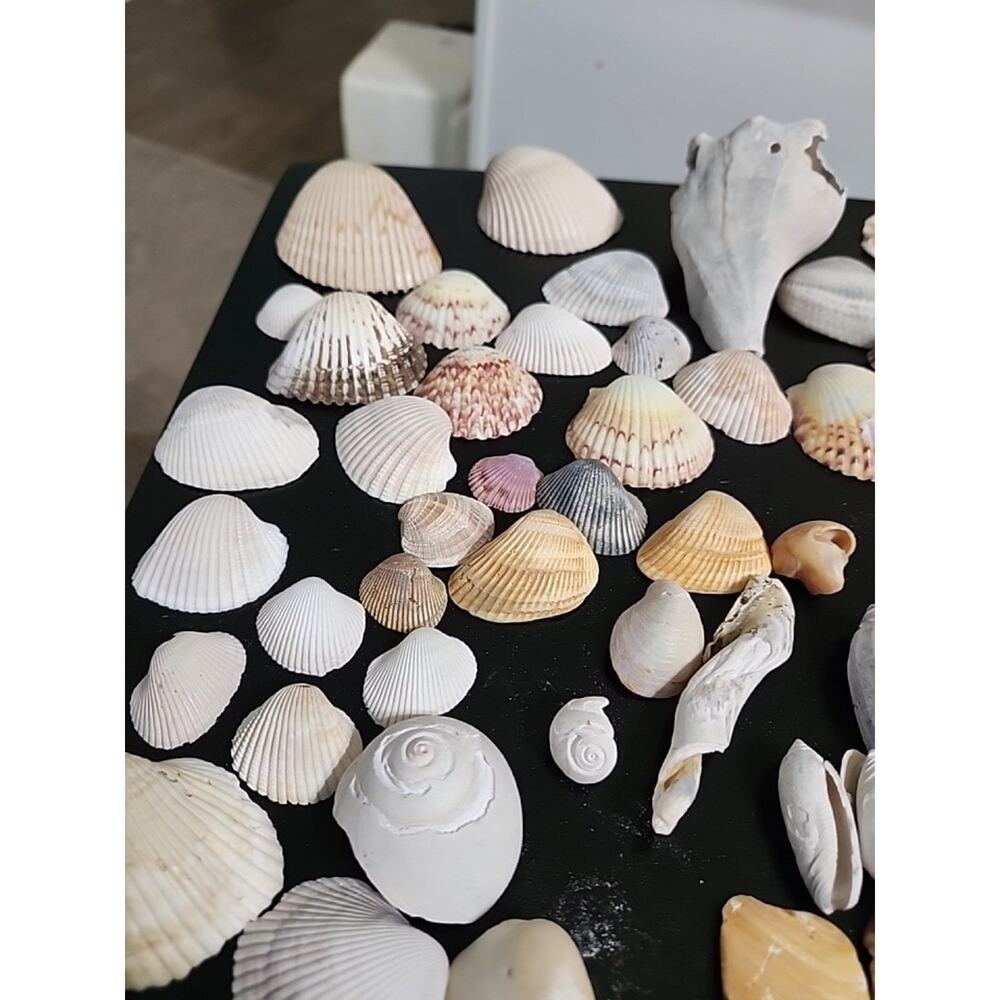 Sea Shells All Different Sizes Collected from Beaches & Rivers - Picture 2 of 2